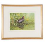 Neil Cox (British, Contemporary), Common Moorhen, watercolour, signed. 10x13insQty: 1