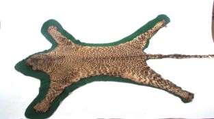 Taxidermy leopard ( Panthera Pardus ) skin rug circa 1920s /30s with mounted head. on green felt
