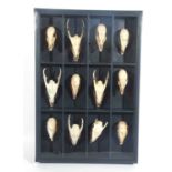 A large case with various animal skulls including 12 Muntjac deer (Muntiacus reevesi), 5 males and 7