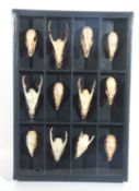 A large case with various animal skulls including 12 Muntjac deer (Muntiacus reevesi), 5 males and 7