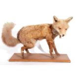 20th century taxidermy Red Fox (Vulpes vulpes) freestanding on a pine wood base A/f – colour very
