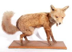 20th century taxidermy Red Fox (Vulpes vulpes) freestanding on a pine wood base A/f – colour very