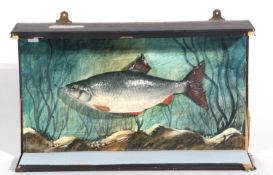 20th century taxidermy cased ‘Chub’ (Squalius cephus) Plaster cast/carved by Henry Mullins of