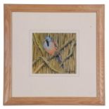 Frederick T. Searle (British, 20th Century), Marsh tit, watercolour, signed, framed and glazed.