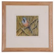 Frederick T. Searle (British, 20th Century), Marsh tit, watercolour, signed, framed and glazed.