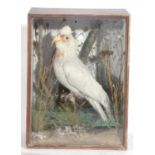 19th/20th century taxidermy cockatoo in a pine wooden case decorated in naturalistic setting (A/