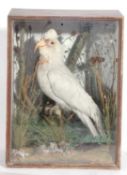 19th/20th century taxidermy cockatoo in a pine wooden case decorated in naturalistic setting (A/