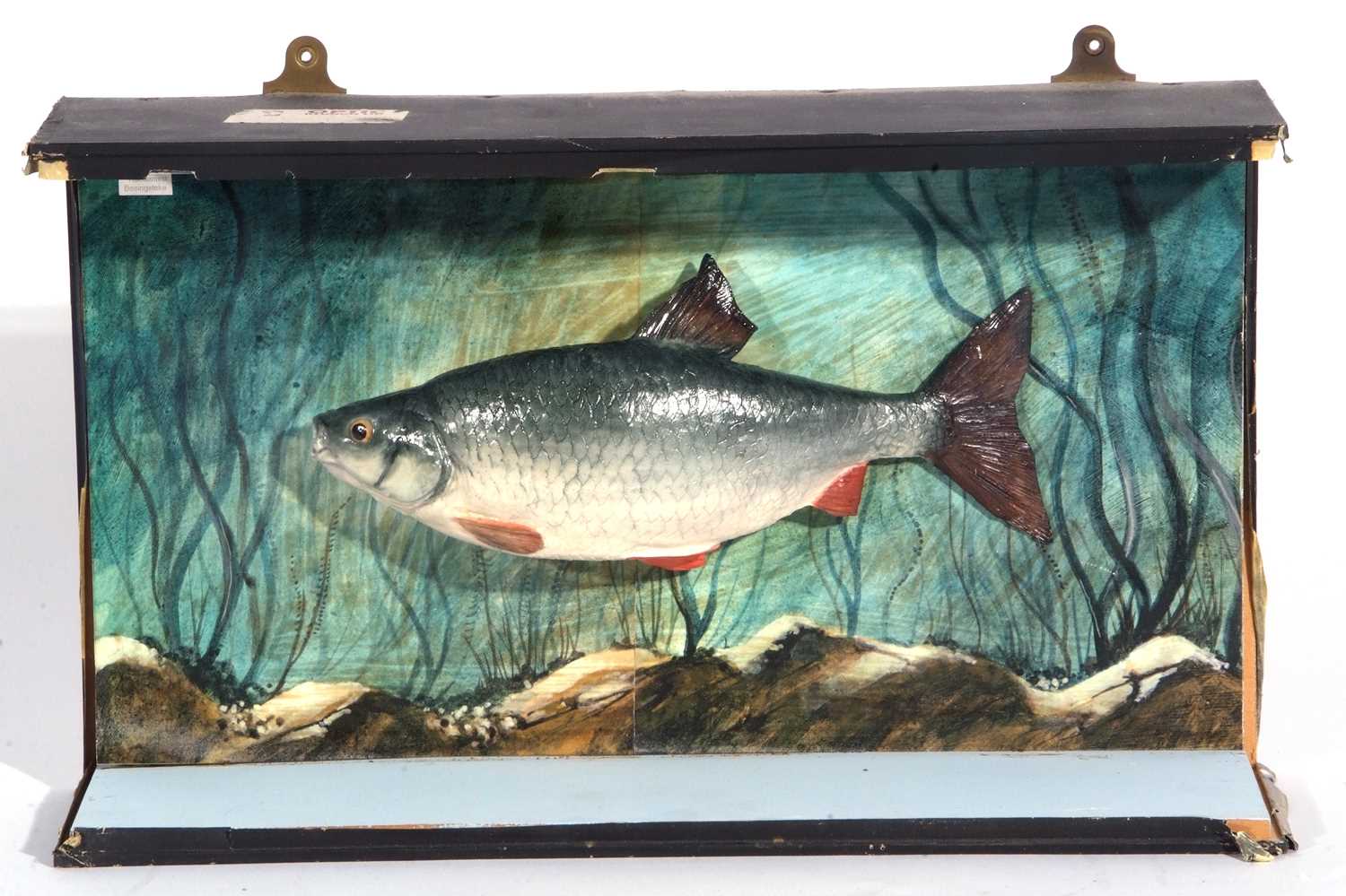 20th century taxidermy cased ‘Chub’ (Squalius cephus) Plaster cast/carved by Henry Mullins of - Image 2 of 2