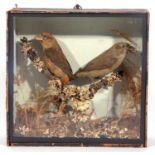 19th-century taxidermy cased brace of common Crossbills (Loxia curvirostra) in a wooden case and