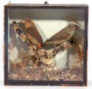 19th-century taxidermy cased brace of common Crossbills (Loxia curvirostra) in a wooden case and