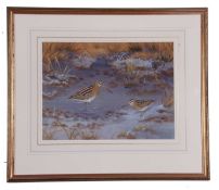Richard Robjent (British 20th Century), Snipe and Jack Snipe, watercolour, signed. 12x15ins