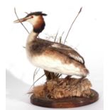 Modern Taxidermy uncased Great Crested Grebe (Podiceps cristatus) on oval wooden and naturalistic