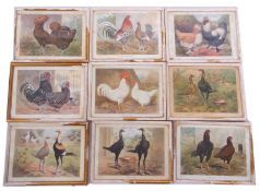 A quantity of 30 framed poultry breed standard coloured prints /plates from books by Ludlow