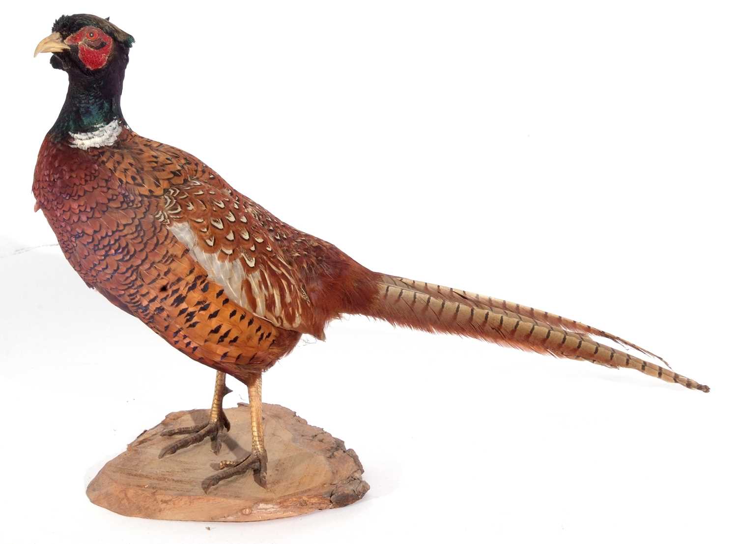 A Taxidermy free-standing Male Cock Pheasant (Phasianus Colchicus)