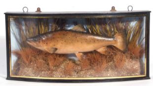 A Taxidermy cased ‘Brown Trout’ (Salmo trutta) Possibly Plaster cast/carved from the Kennet,