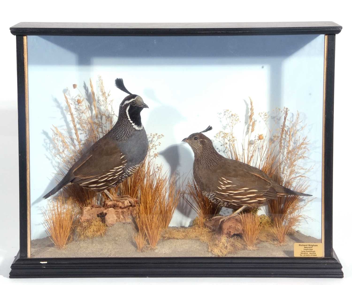 A Taxidermy cased brace of Californian quails (Callipepla California) in a naturalistic setting