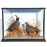 A Taxidermy cased brace of Californian quails (Callipepla California) in a naturalistic setting