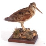 20th century uncased taxidermy Woodcock (Scolopax rusticula) standing on naturalistic setting base