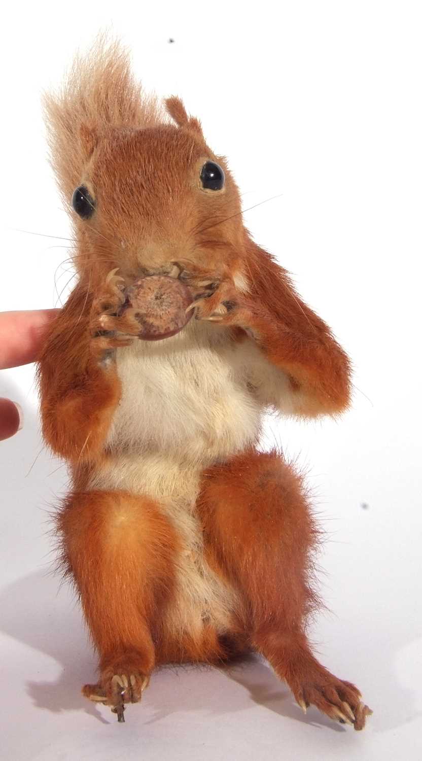 Uncased very well done, taxidermy red squirrel (Sciurus vulgaris) holding and nibbling a nut/acorn - Image 2 of 5