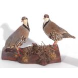 Modern uncased pair of taxidermy red reg French partridge (Alectoris rufa) in naturalistic setting