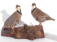 Modern uncased pair of taxidermy red reg French partridge (Alectoris rufa) in naturalistic setting