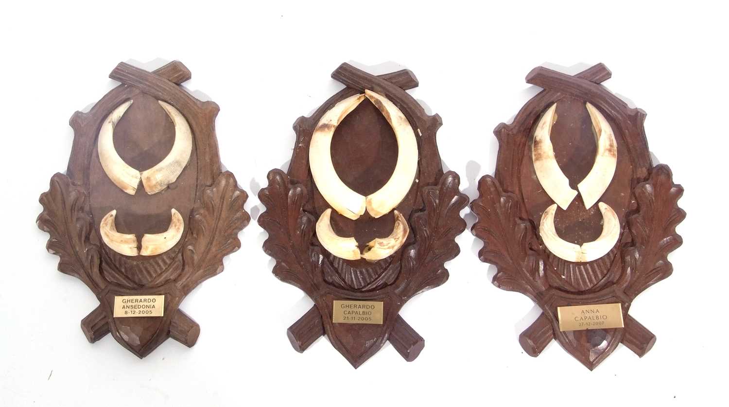 Three wild boar (Sus scrofa) tusks trophies mounted on Germanic style wooden mounts, brass plaques