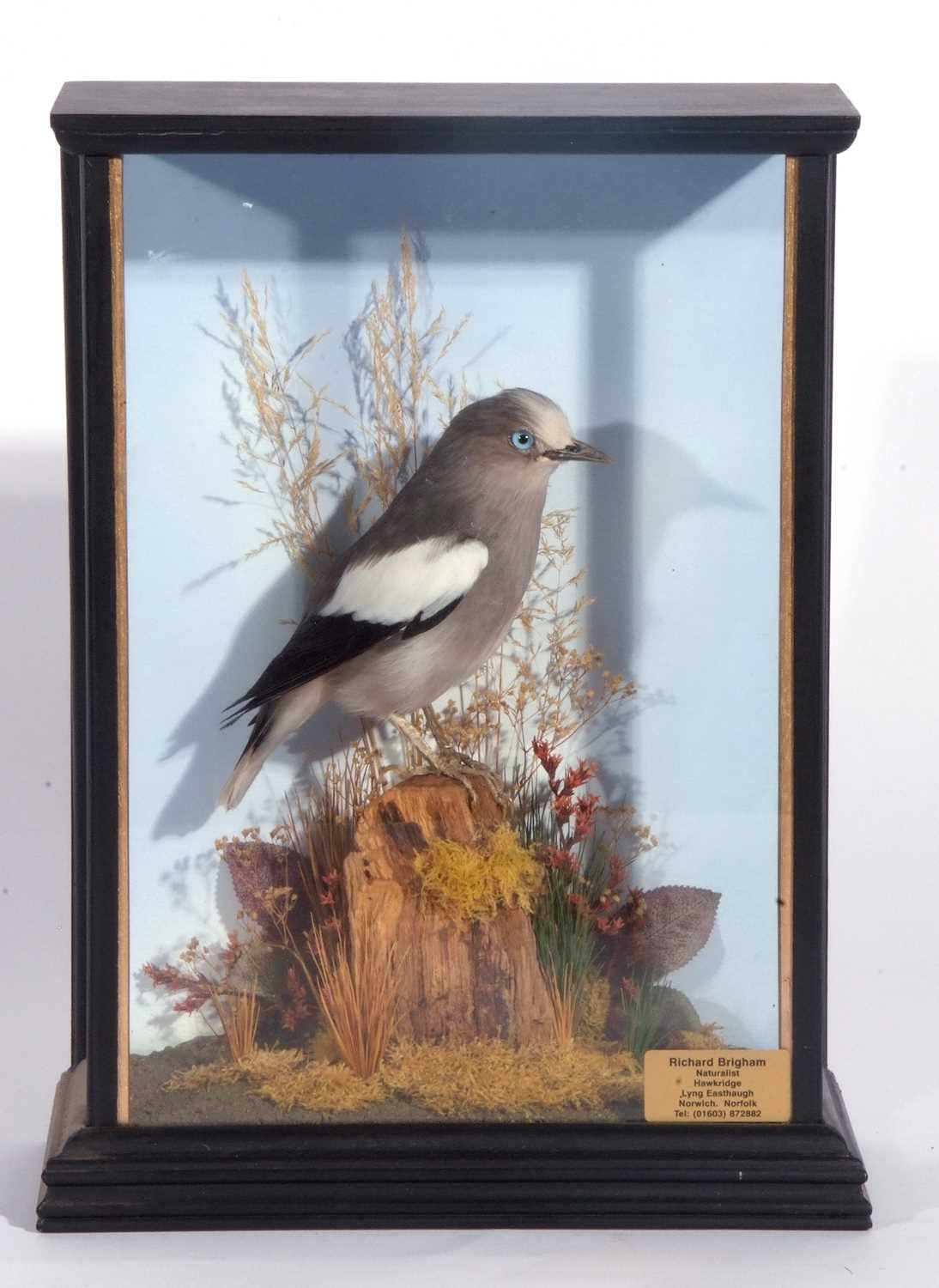 Taxidermy cased White-shouldered Starling Male (Sturnia sinensis) in a naturalistic setting and - Image 2 of 3