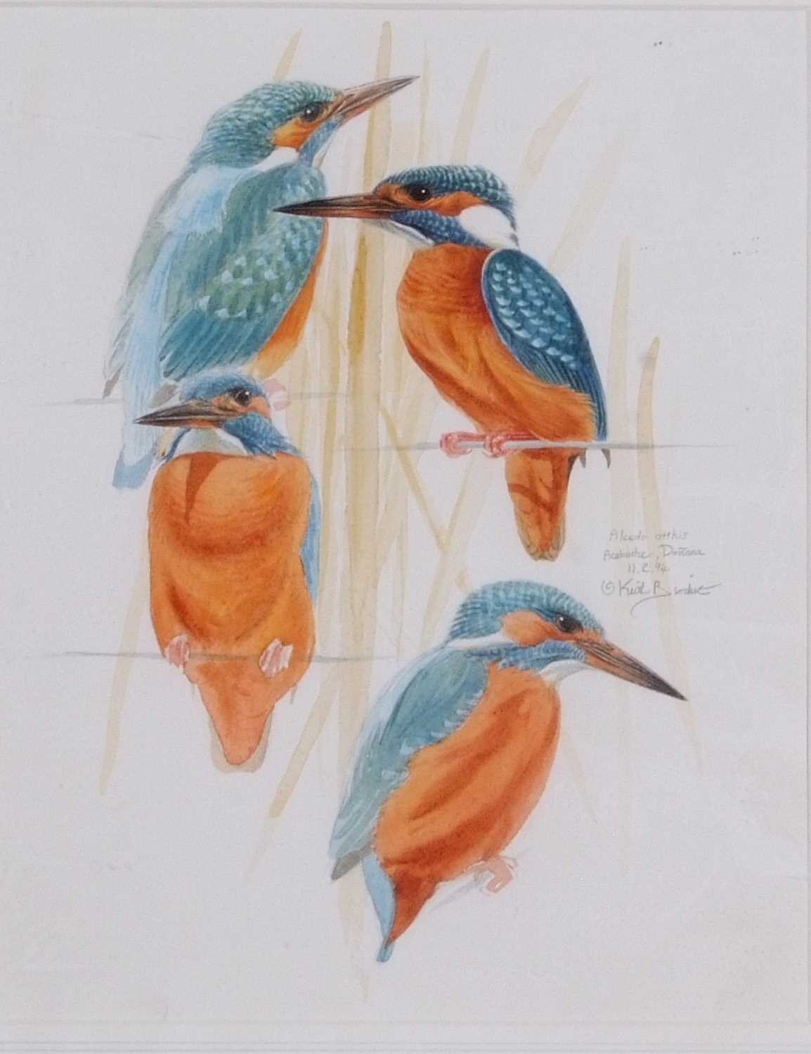 Keith Brockie (British, 20th Century), A study of a Kingfisher various dispositions, watercolour, - Image 2 of 2