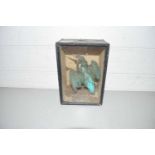 ANTIQUE TAXIDERMY KINGFISHER IN GLAZED CASE, 20 CM HIGH, NO LABEL TO REVERSE