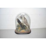 TAXIDERMY GREEN WOODPECKER SET UNDER A GLASS DOME, TOTAL HEIGHT 33 CM