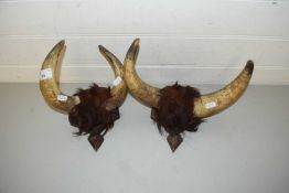 TWO PAIRS OF COW HORNS ON WOODEN MOUNTS