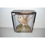 ANTIQUE TAXIDERMY BARN OWL IN GLAZED CASE, NO LABEL TO REVERSE, 42 CM HIGH