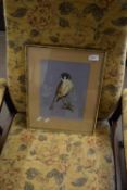 STUDY OF A KESTREL, FRAMED AND GLAZED