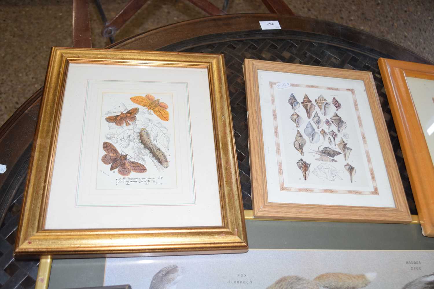 COLLECTION OF VARIOUS COLOURED PRINTS, WILDLIFE, INSECTS, SEA SHELLS ETC (6) - Bild 2 aus 3