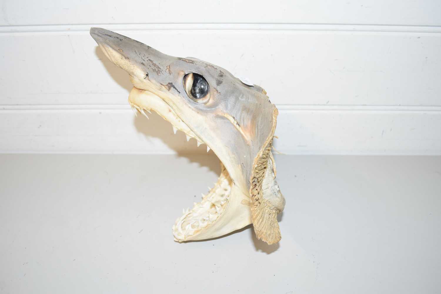 TAXIDERMY SHARKS HEAD