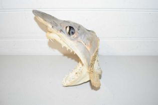 TAXIDERMY SHARKS HEAD