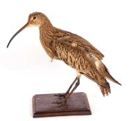 Modern taxidermy Eurasian Curlew (Numenius arquata) free standing with no cover on wooden base.