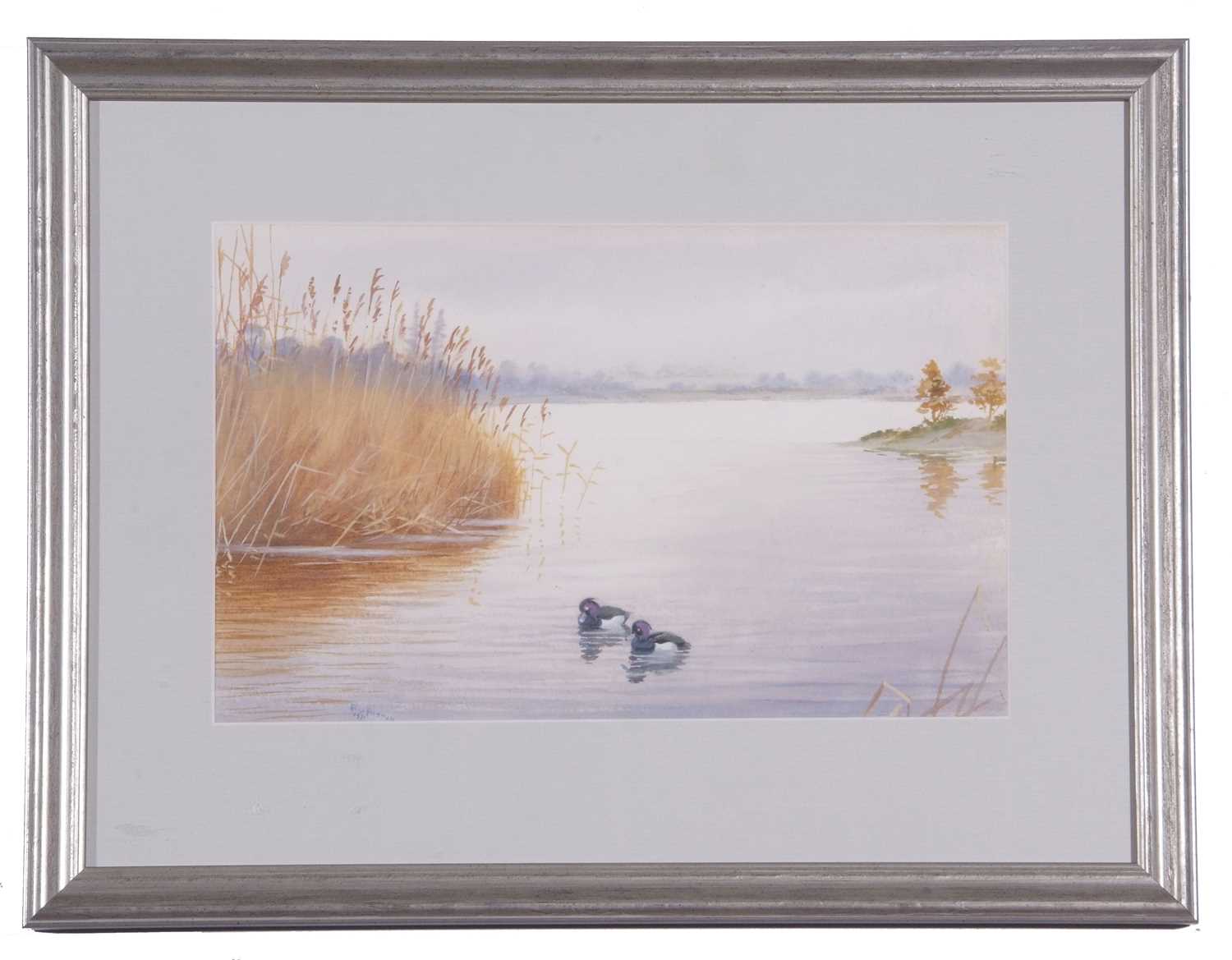 Philip Charles Rickman (British 1891-1982), Tufted Ducks, watercolour, signed. 7x11insQty: 1