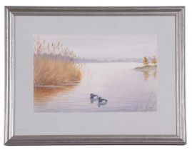 Philip Charles Rickman (British 1891-1982), Tufted Ducks, watercolour, signed. 7x11insQty: 1