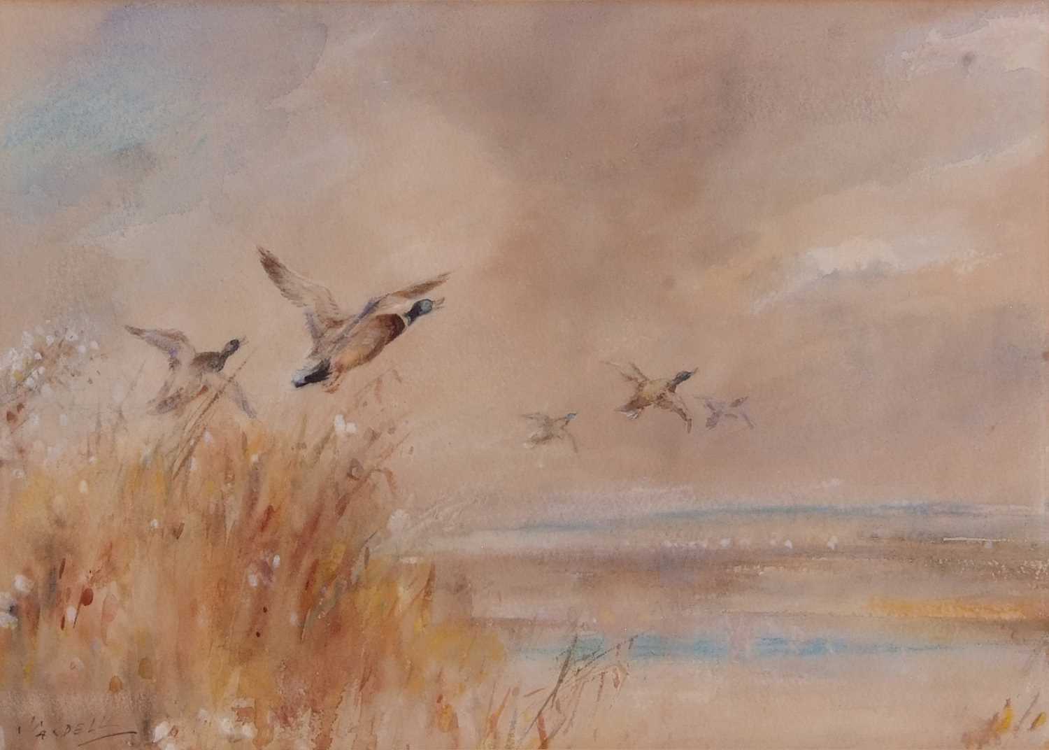 British School, 20th Century, Mallards breaking cover, inscribed verso: 'Wild Duck at Hickling - Image 2 of 2