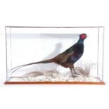 Modern taxidermy cased Melanistic Mutant Pure Breed pheasant in cased naturalistic winter setting