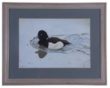 Michael P. Jevon (British, Contemporary), Tufted Ducks, Gouache on card, 10x15ins, signed and