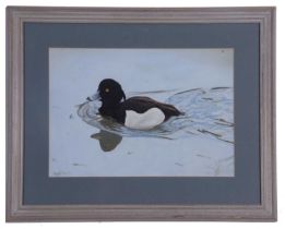 Michael P. Jevon (British, Contemporary), Tufted Ducks, Gouache on card, 10x15ins, signed and