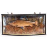 A Taxidermy cased ‘Brown Trout’ (Salmo trutta) Possibly Plaster cast/carved from the Kennet,