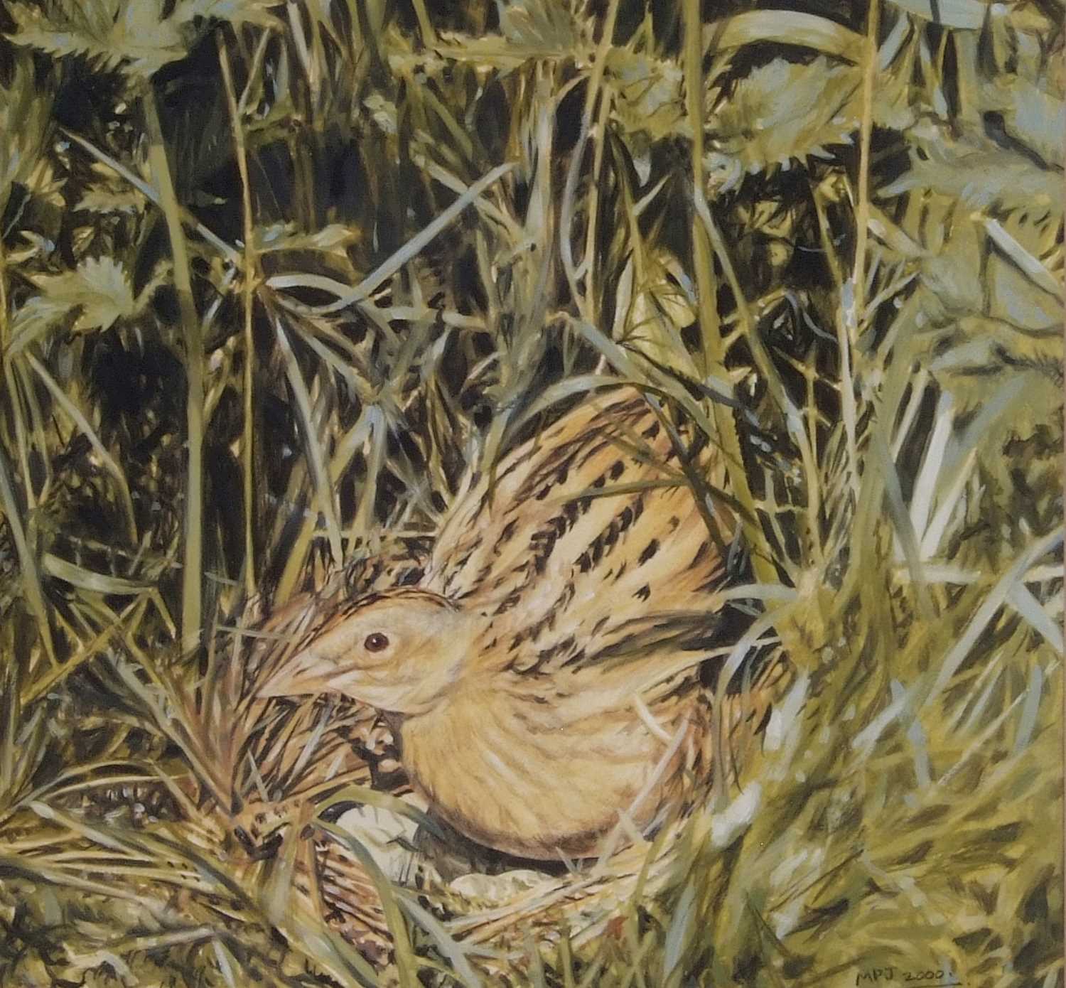 Michael P. Jevon (British, Contemporary), Corncrake nesting, gouache on card, signed.13x13ins, - Image 2 of 2