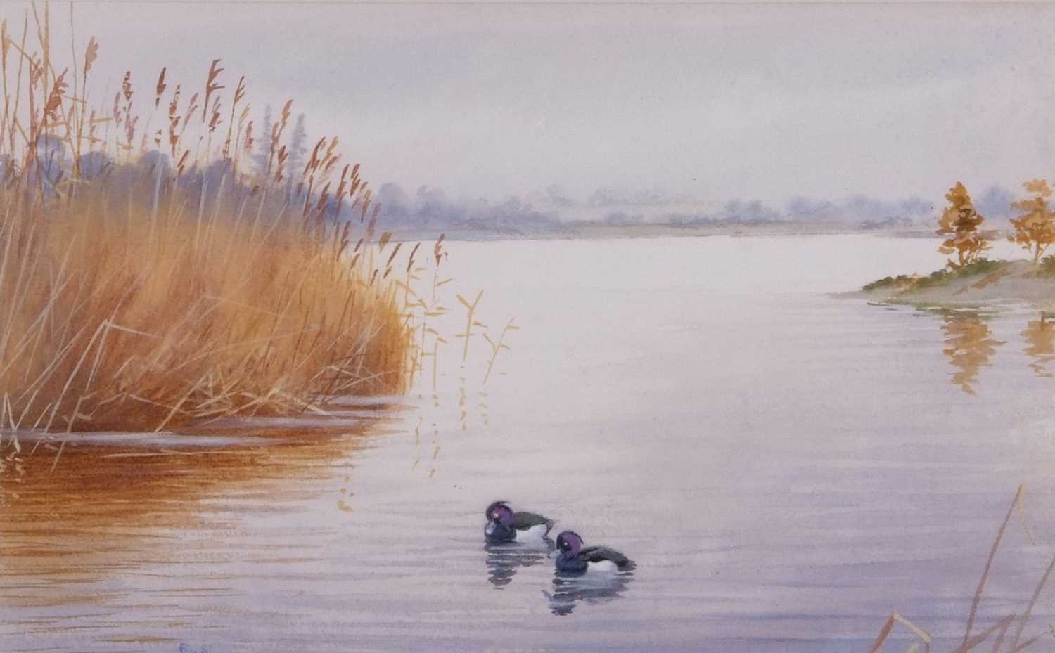 Philip Charles Rickman (British 1891-1982), Tufted Ducks, watercolour, signed. 7x11insQty: 1 - Image 2 of 2