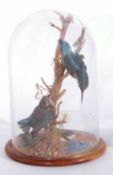 Taxidermy dome cased pair of Eurasian kingfishers (Alcedo atthis) on branch in naturalistic setting.