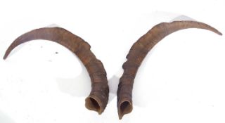 Pair of possibly British primitive goat horns (capra hircus)