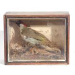 Is a 19th / 20th century possibly Victorian cased taxidermy European green woodpecker (Picus