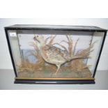 TAXIDERMY OF A BIRD IN BLACK WOODEN CASE